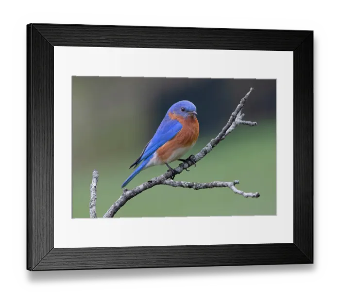 Framed Print : Male Eastern bluebird, Kentucky