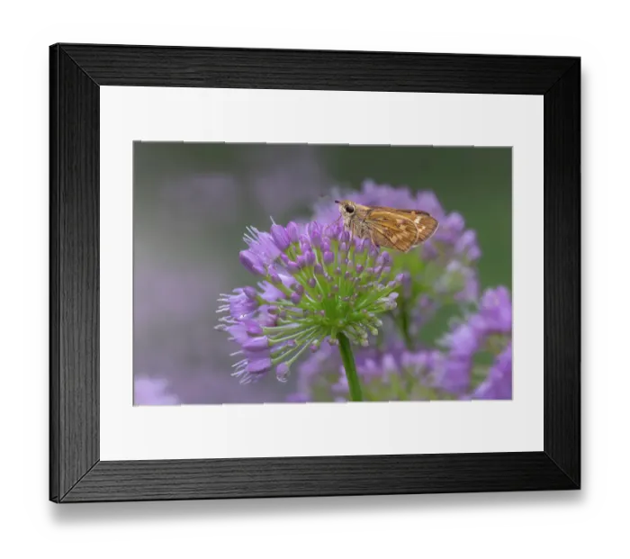 Framed Print : Fiery skipper on purple flowers, Kentucky