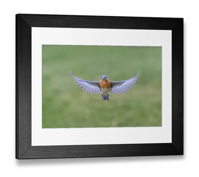 Framed Print : Eastern bluebird flying, Kentucky