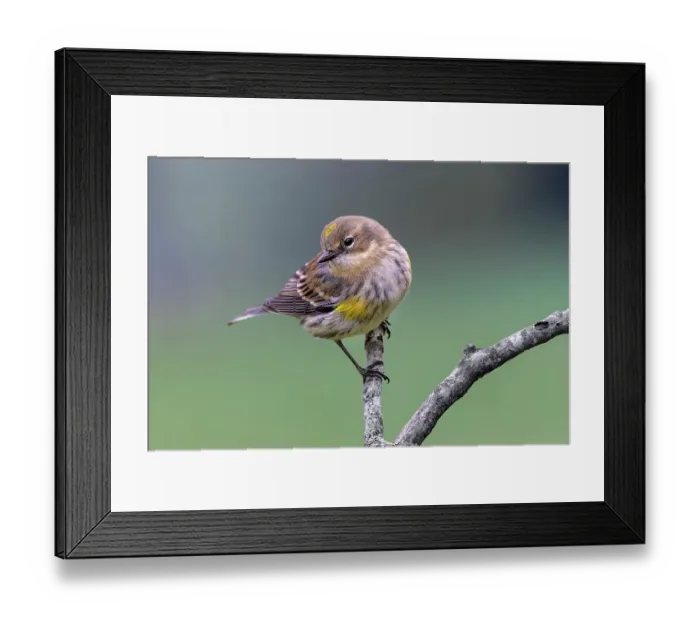 Framed Print : Yellow-rumped warbler in winter plumage, Kentucky