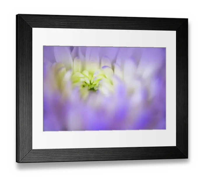 Framed Print : Chrysanthemum flower opening up, Kentucky