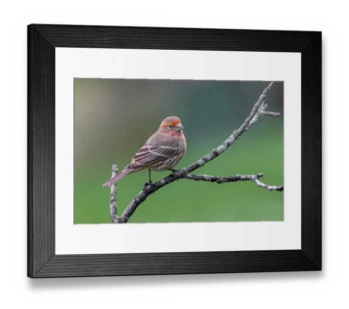 Framed Print : Male house finch, transitioning from winter plumage to breeding plumage, Kentucky