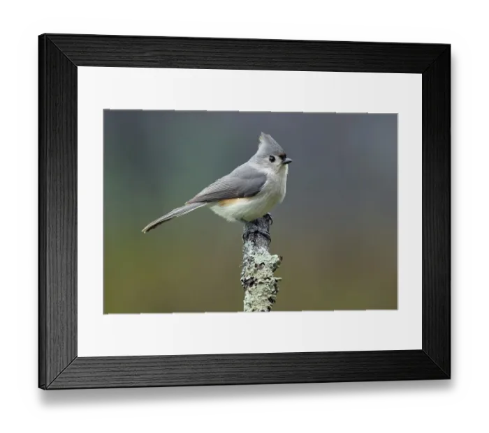 Framed Print : Titmouse, Paridae, Kentucky