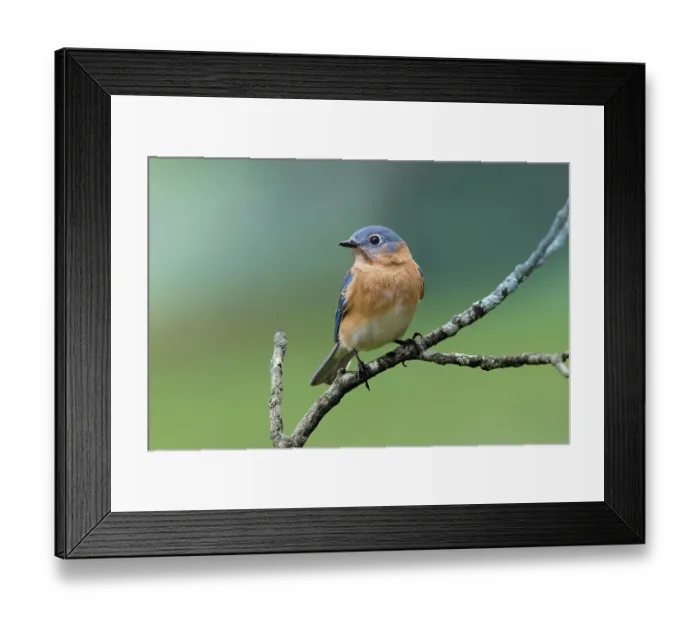 Framed Print : Female eastern bluebird, Kentucky Framed Print : Female eastern bluebird, Kentucky