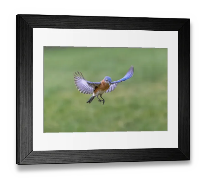 Framed Print : Eastern bluebird flying, Kentucky Framed Print : Eastern bluebird flying, Kentucky