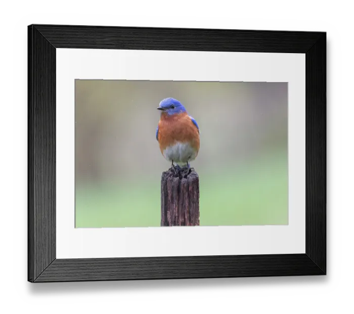 Framed Print : Male Eastern bluebird, Kentucky