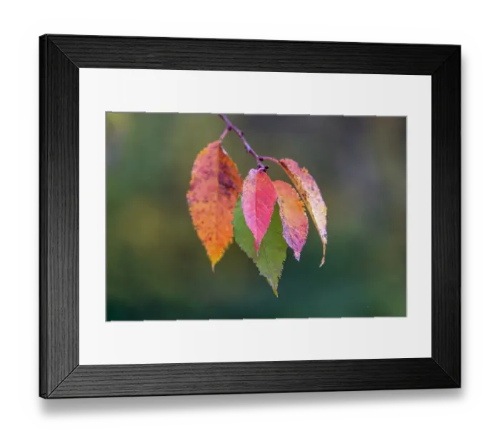 Framed Print : Autumn leaves, Oldham County, Kentucky Framed Print : Autumn leaves, Oldham County, Kentucky