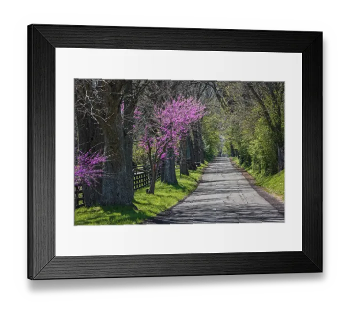 Framed Print : Rural country road near Lexington, Kentucky in spring with redbud tree in full bloom Framed Print : Rural country road near Lexington, Kentucky in spring with redbud tree in full bloom