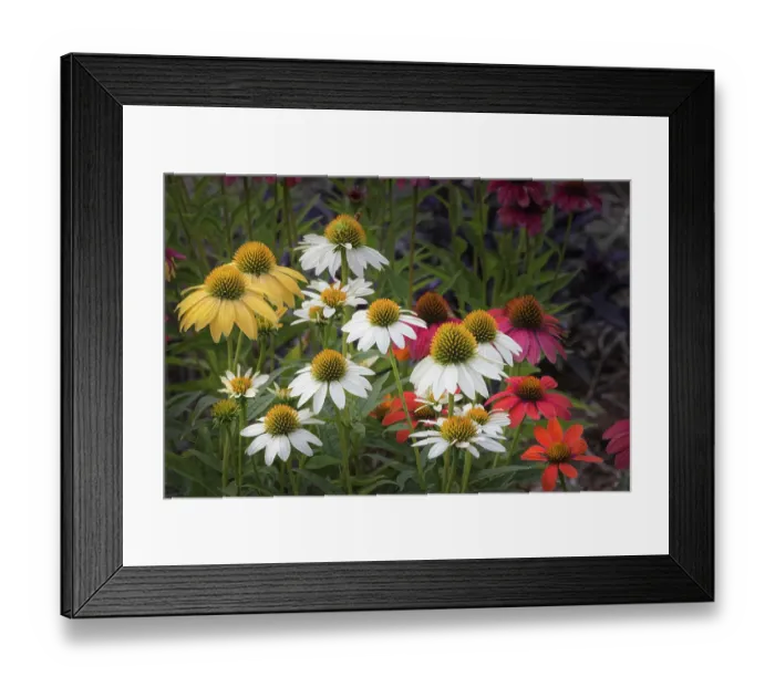 Framed Print : Cone flowers in garden, Kentucky Framed Print : Cone flowers in garden, Kentucky