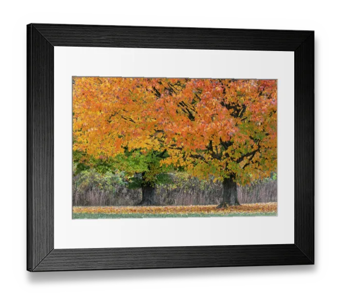 Framed Print : Maple tree in the fall, Oldham County, Kentucky
