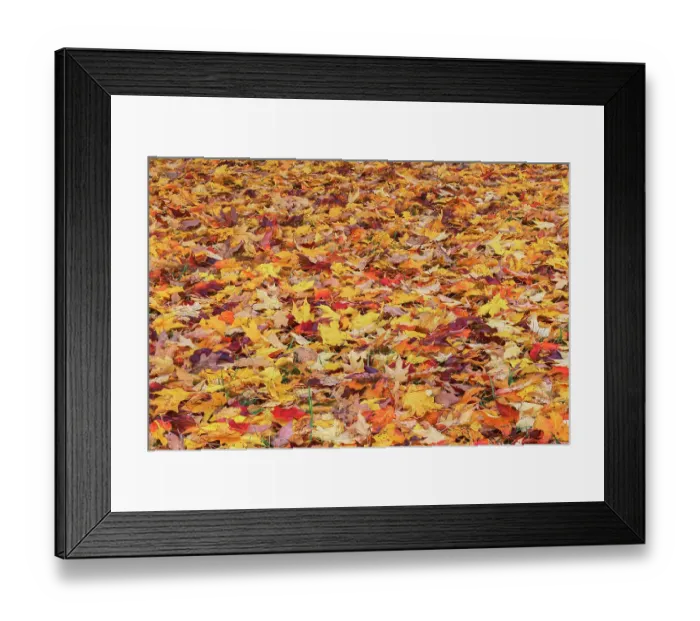 Framed Print : Autumn leaves, Oldham County, Kentucky