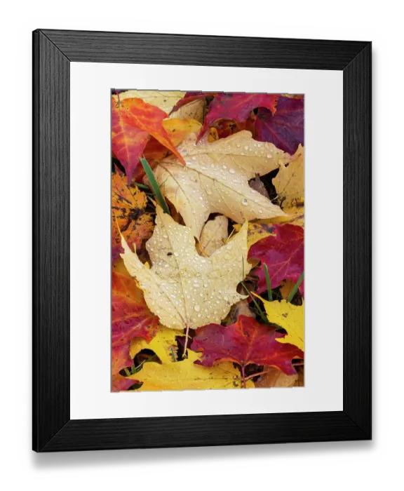 Framed Print : Autumn leaves, Oldham County, Kentucky Framed Print : Autumn leaves, Oldham County, Kentucky