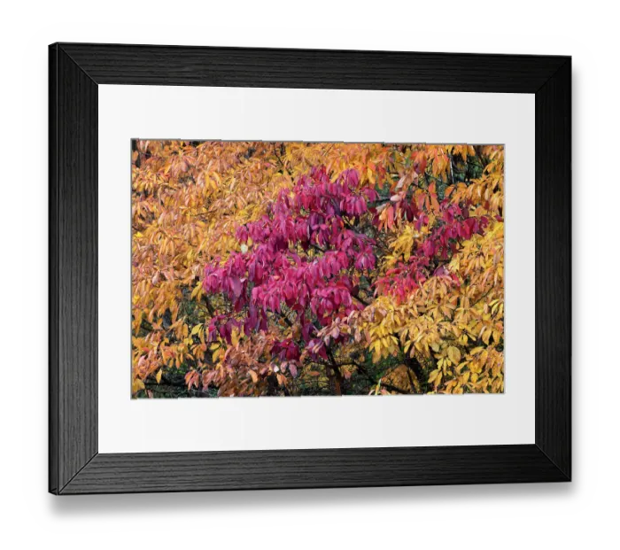 Framed Print : Red and yellow leaves on a fall maple tree, Kentucky Framed Print : Red and yellow leaves on a fall maple tree, Kentucky