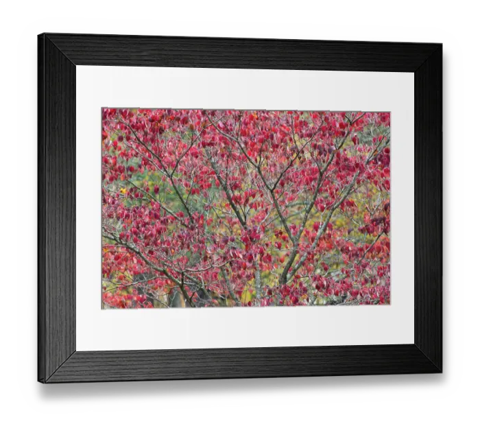 Framed Print : Red autumn leaves, Kentucky