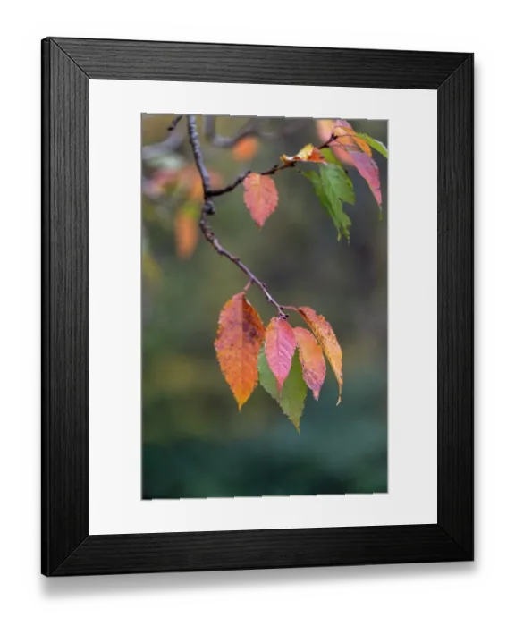 Framed Print : Close-up of autumn leaves, Kentucky