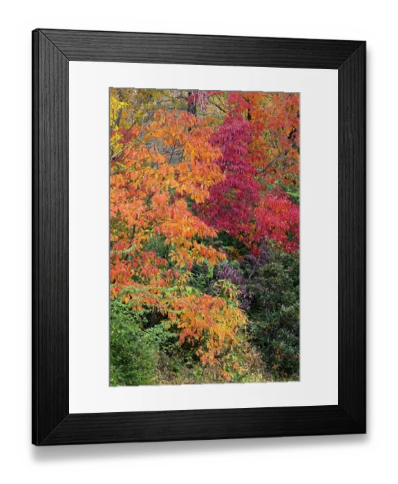 Framed Print : Autumn leaves, Oldham County, Kentucky Framed Print : Autumn leaves, Oldham County, Kentucky