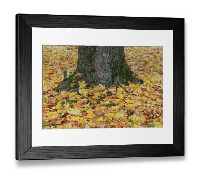 Framed Print : Maple tree leaves on the ground in the fall, Oldham County, Kentucky Framed Print : Maple tree leaves on the ground in the fall, Oldham County, Kentucky