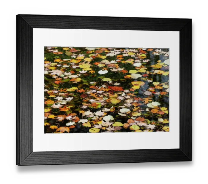Framed Print : Fallen autumn leaves floating on small pond, Kentucky Framed Print : Fallen autumn leaves floating on small pond, Kentucky