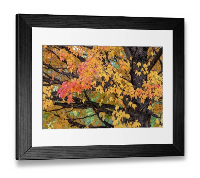 Framed Print : Red and yellow leaves on a fall maple tree, Kentucky Framed Print : Red and yellow leaves on a fall maple tree, Kentucky