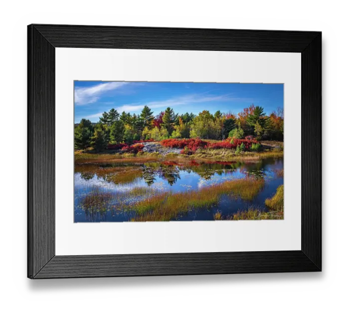 Framed Print : Fall colors along Duck Pond Road at Acadia National Park Framed Print : Fall colors along Duck Pond Road at Acadia National Park