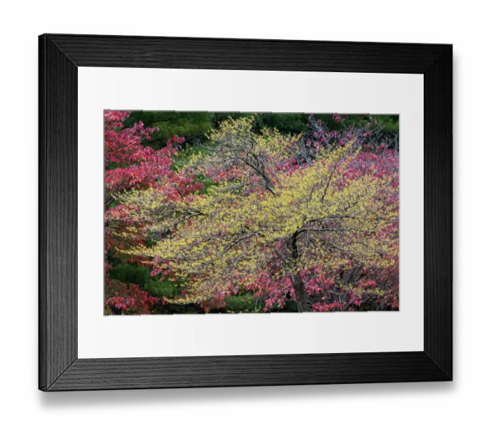 Framed Print : Yellow and red autumn leaves, Kentucky Framed Print : Yellow and red autumn leaves, Kentucky