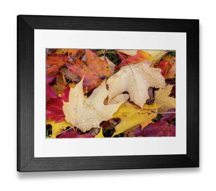 Framed Print : Close-up of fallen autumn leaves, Kentucky Framed Print : Close-up of fallen autumn leaves, Kentucky