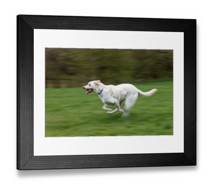 Framed Print : White labrador dog running across yard with green grass, Kentucky Framed Print : White labrador dog running across yard with green grass, Kentucky