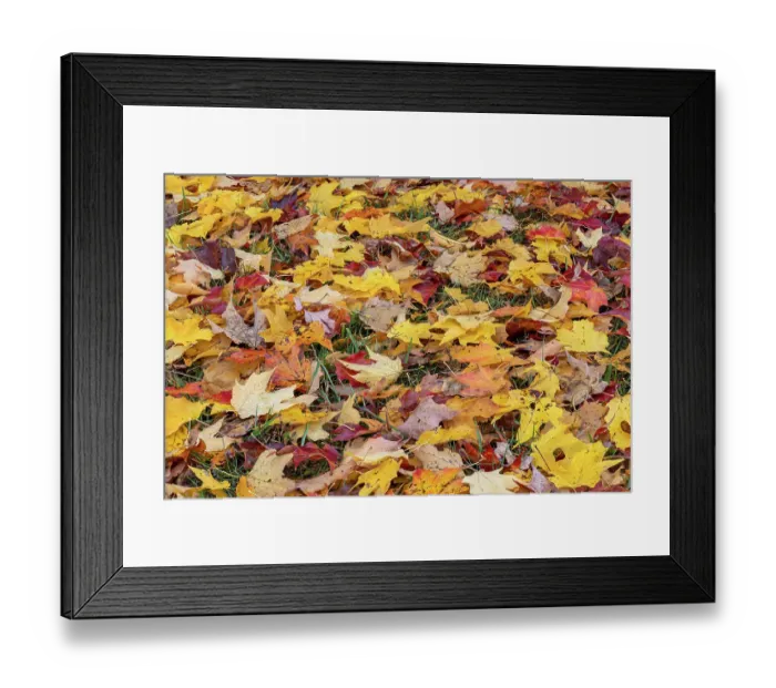Framed Print : Expansive view of yellow and red autumn leaves on the ground, Kentucky Framed Print : Expansive view of yellow and red autumn leaves on the ground, Kentucky