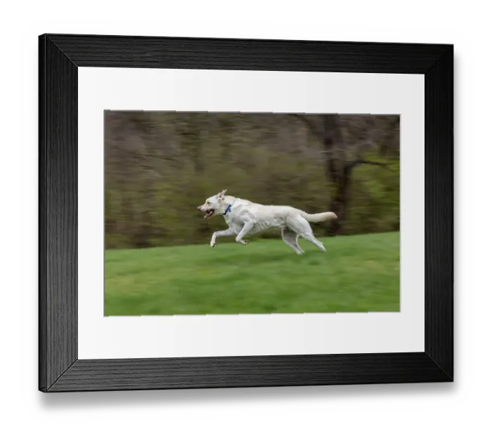 Framed Print : White labrador dog running across yard with green grass, Kentucky Framed Print : White labrador dog running across yard with green grass, Kentucky