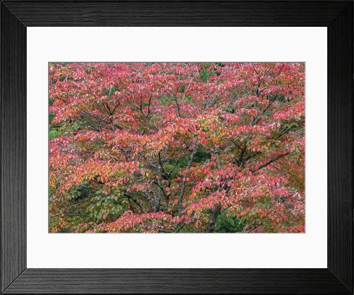 Framed Print : Red autumn leaves, Kentucky Framed Print : Red autumn leaves, Kentucky