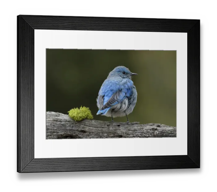 Framed Print : Mountain bluebird, Yellowstone National Park, Montana