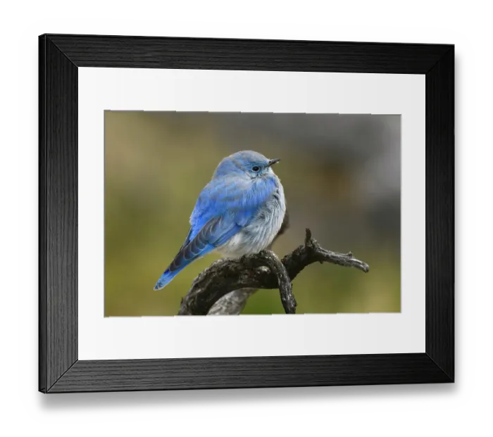 Framed Print : Mountain bluebird, Yellowstone National Park, Montana Framed Print : Mountain bluebird, Yellowstone National Park, Montana
