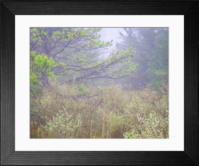 Framed Print : USA, New Jersey, Pine Barrens National Preserve. Foggy landscape with field and trees. ©Jay O'Brien / Jaynes Gallery / DanitaDelimont.com Framed Print : USA, New Jersey, Pine Barrens National Preserve. Foggy landscape with field and trees. ©Jay O'Brien / Jaynes Gallery / DanitaDelimont.com