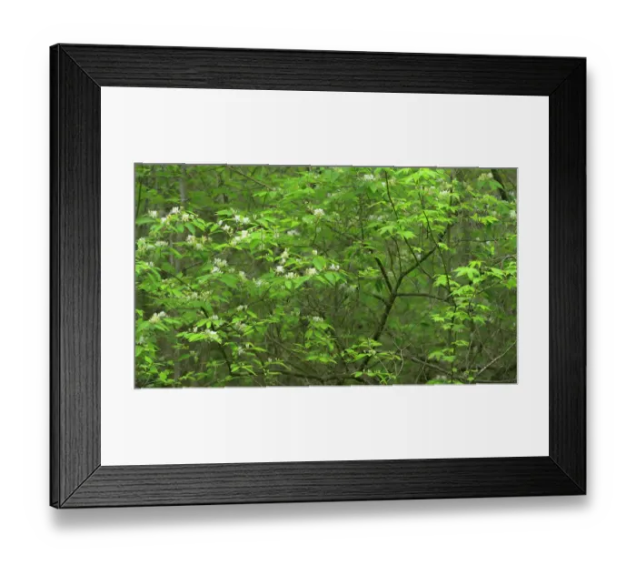 Framed Print : USA, New Jersey, Pine Barrens National Preserve. Close-up of spring tree with foliage and flowers. ©Jay O'Brien  /  Jaynes Gallery  /  DanitaDelimont.com