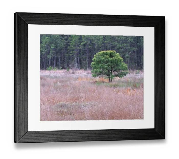 Framed Print : USA, New Jersey, Pine Barrens National Preserve. Landscape with grassy field and trees. ©Jay O'Brien  /  Jaynes Gallery  /  DanitaDelimont.com
