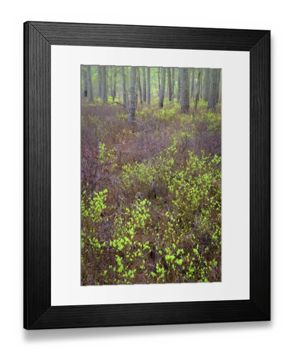 Framed Print : USA, New Jersey, Pine Barrens National Preserve. Forest scenic in spring. ©Jay O'Brien / Jaynes Gallery / DanitaDelimont.com Framed Print : USA, New Jersey, Pine Barrens National Preserve. Forest scenic in spring. ©Jay O'Brien / Jaynes Gallery / DanitaDelimont.com