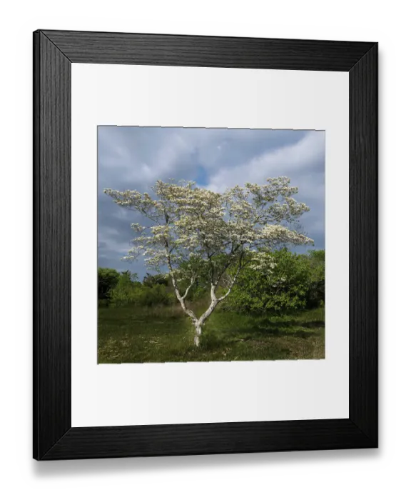 Framed Print : USA, New Jersey, Pine Barrens National Preserve. Tree with white flowers in spring. ©Jay O'Brien  /  Jaynes Gallery  /  DanitaDelimont.com