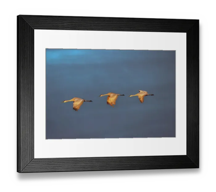 Framed Print : Sandhill cranes in flight formation. Bosque del Apache National Wildlife Refuge, New Mexico