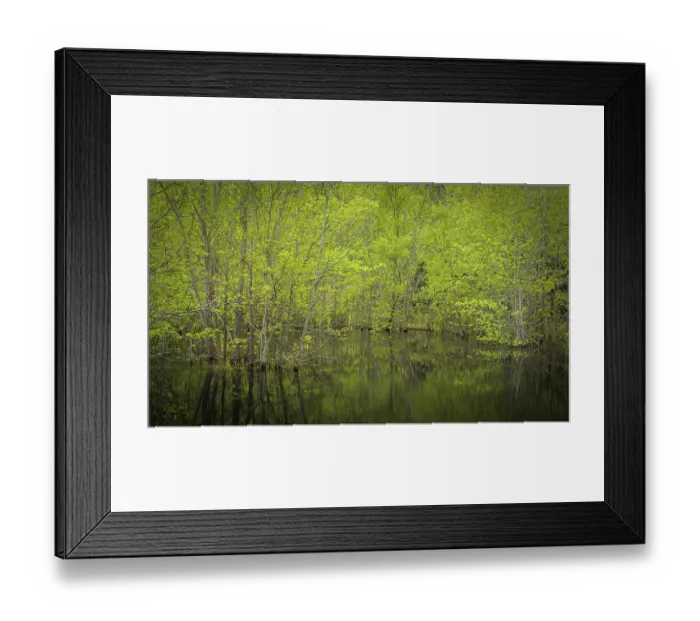 Framed Print : USA, New Jersey, Pine Barrens National Preserve. Spring foliage on trees in pond. ©Jay O'Brien / Jaynes Gallery / DanitaDelimont.com Framed Print : USA, New Jersey, Pine Barrens National Preserve. Spring foliage on trees in pond. ©Jay O'Brien / Jaynes Gallery / DanitaDelimont.com
