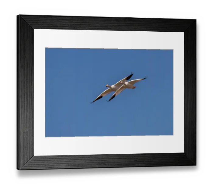 Framed Print : Snow geese in flight. Bosque del Apache National Wildlife Refuge, New Mexico Framed Print : Snow geese in flight. Bosque del Apache National Wildlife Refuge, New Mexico