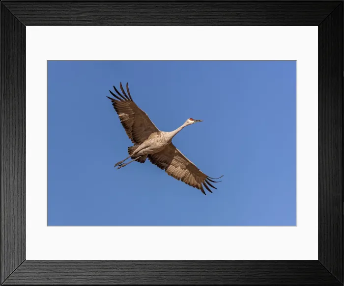 Framed Print : Sandhill crane in flight. Bosque del Apache National Wildlife Refuge, New Mexico Framed Print : Sandhill crane in flight. Bosque del Apache National Wildlife Refuge, New Mexico
