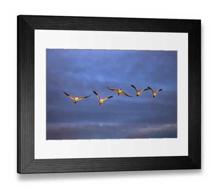 Framed Print : Sandhill cranes in flight formation. Bosque del Apache National Wildlife Refuge, New Mexico