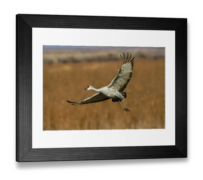 Framed Print : Sandhill crane in flight. Bosque del Apache National Wildlife Refuge, New Mexico