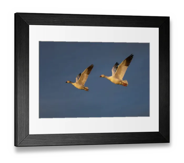Framed Print : Snow geese in flight. Bosque del Apache National Wildlife Refuge, New Mexico Framed Print : Snow geese in flight. Bosque del Apache National Wildlife Refuge, New Mexico