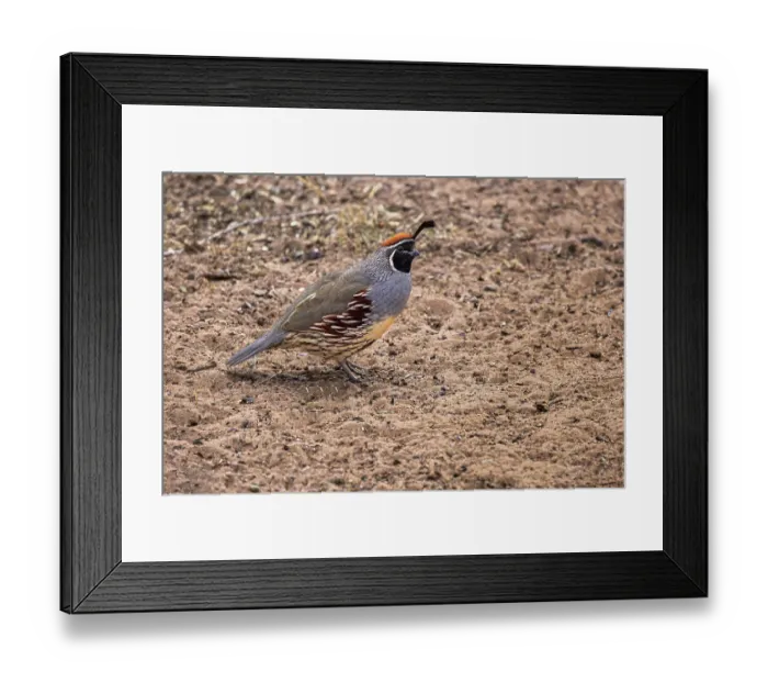Framed Print : Gambel's quail, Bosque del Apache National Wildlife Refuge, New Mexico