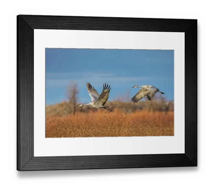 Framed Print : Sandhill cranes in flight formation. Bosque del Apache National Wildlife Refuge, New Mexico
