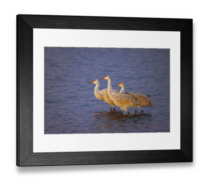 Framed Print : Sandhill cranes at first light. Bosque del Apache National Wildlife Refuge, New Mexico Framed Print : Sandhill cranes at first light. Bosque del Apache National Wildlife Refuge, New Mexico