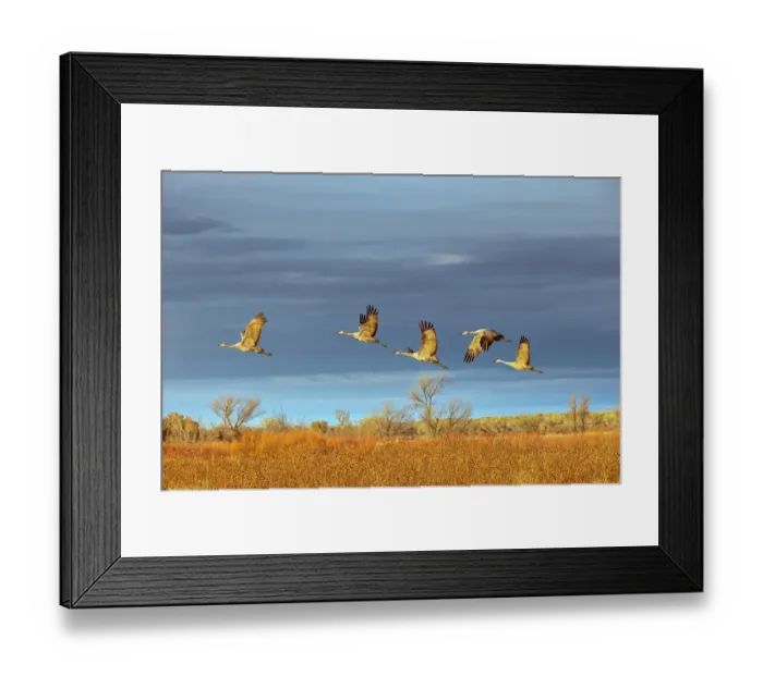Framed Print : Sandhill cranes in flight formation. Bosque del Apache National Wildlife Refuge, New Mexico