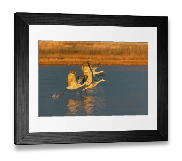 Framed Print : Sandhill cranes taking off at first light. Bosque del Apache National Wildlife Refuge, New Mexico Framed Print : Sandhill cranes taking off at first light. Bosque del Apache National Wildlife Refuge, New Mexico