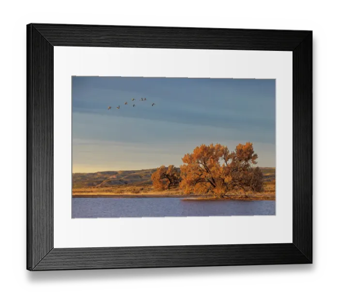 Framed Print : Sandhill cranes in flight formation. Bosque del Apache National Wildlife Refuge, New Mexico